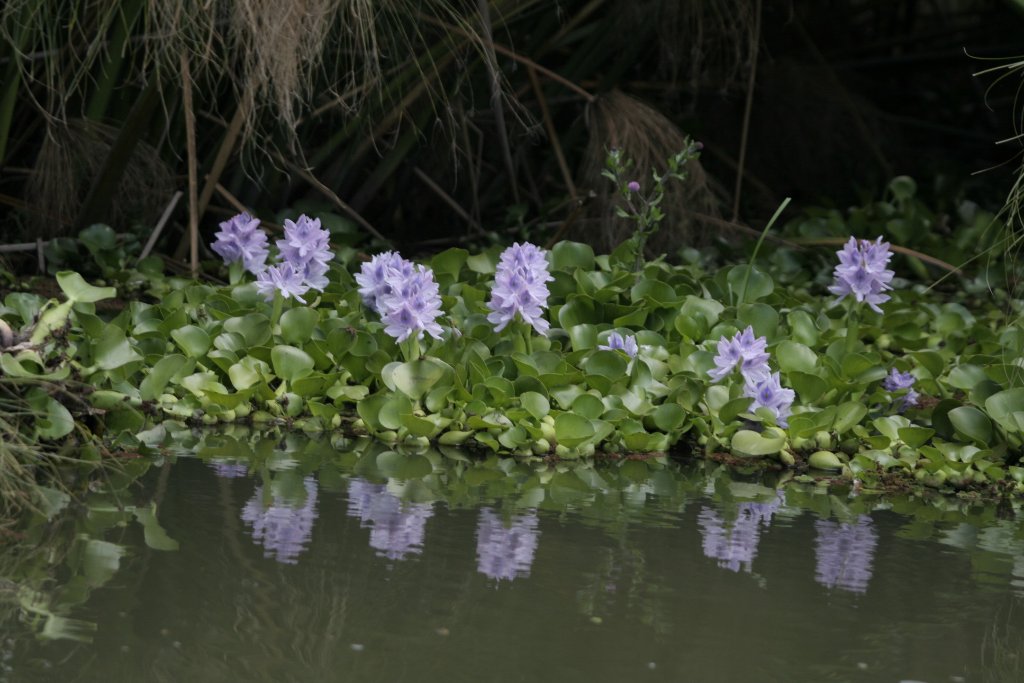 09-Nile hyacinth.jpg - Nile hyacinth